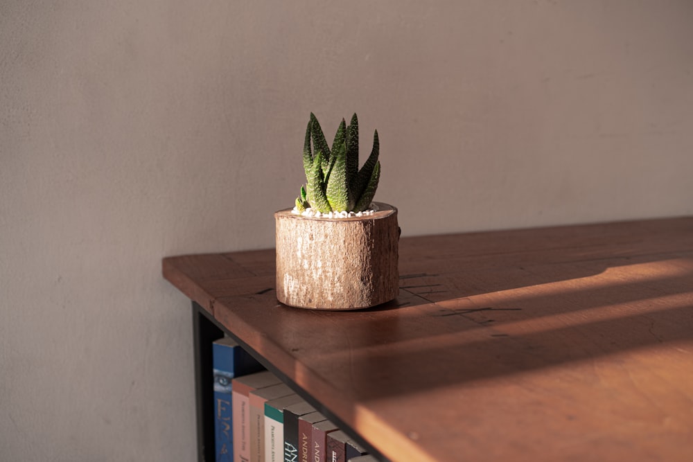 green succulent plant on top of table