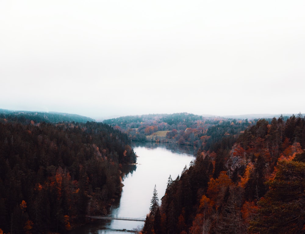 body of water surrounded with trees during daytime