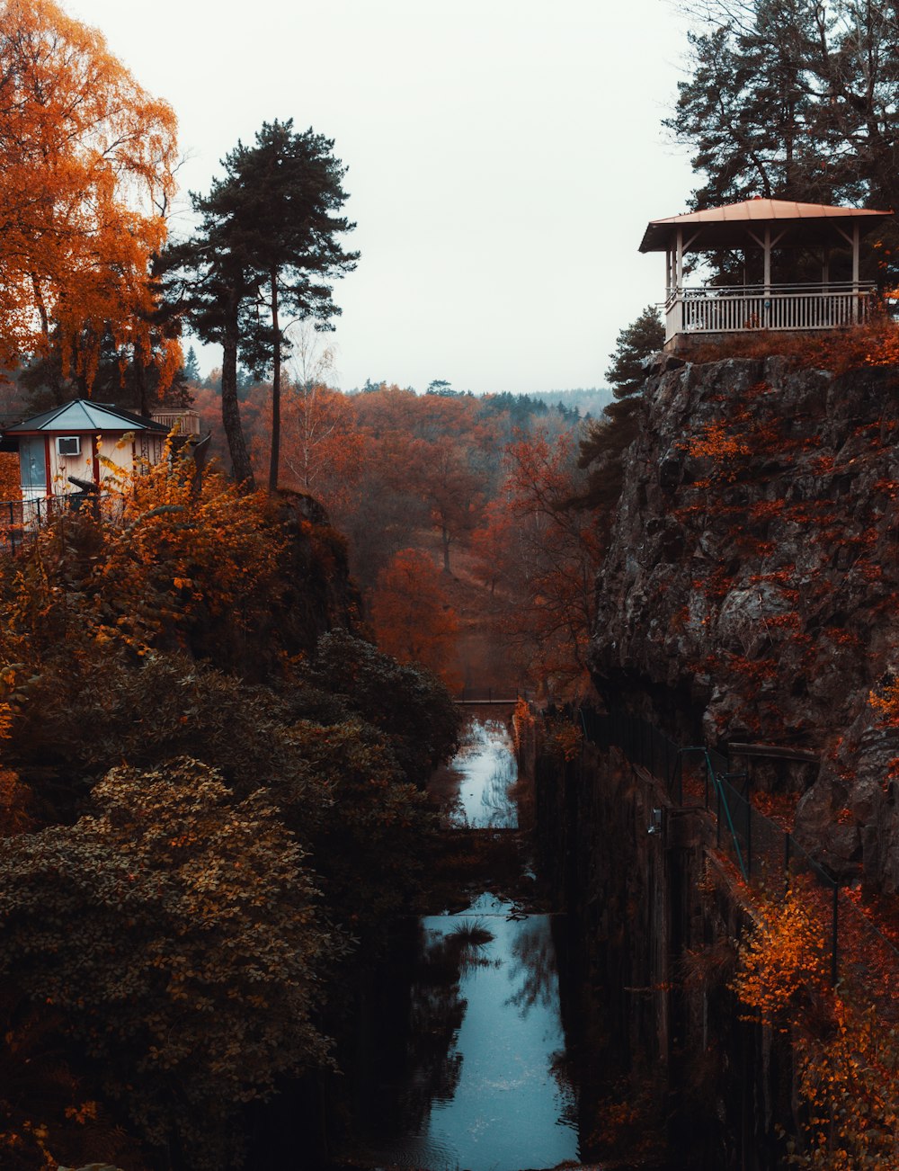 trees standing beside canal