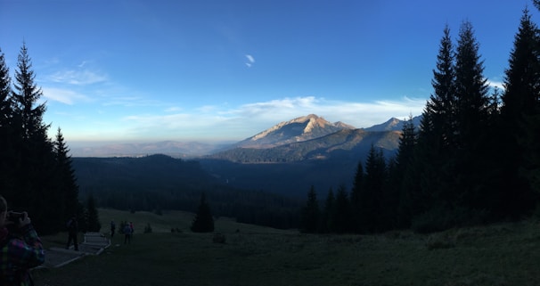 A panoramic view of a winding mountain path bordered by tall pines under a wide blue sky.