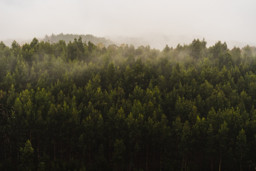 aerial photography of green forest during foggy day