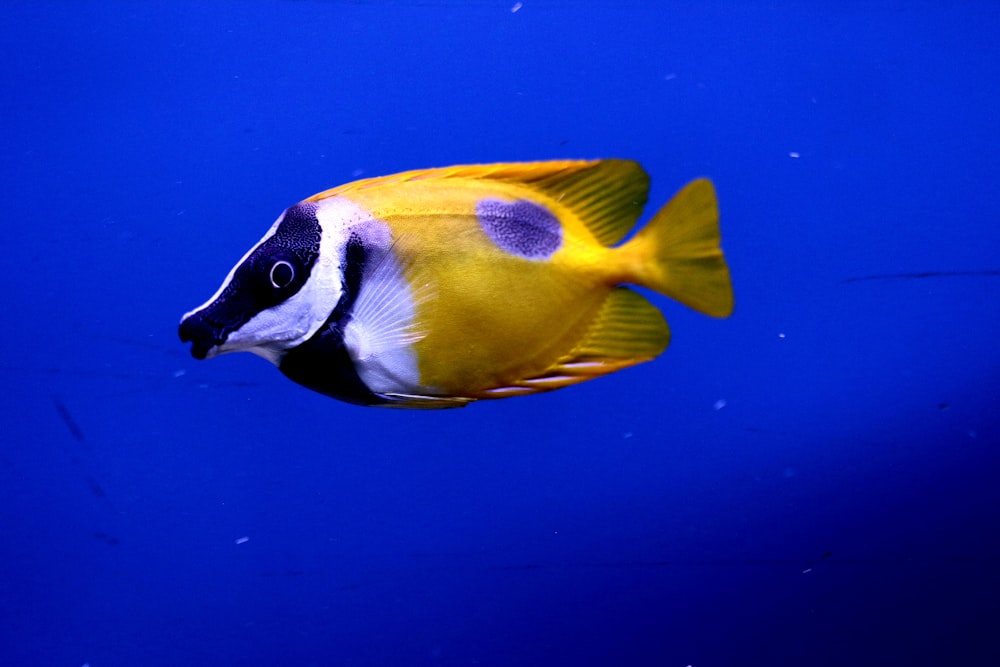 yellow tang fish