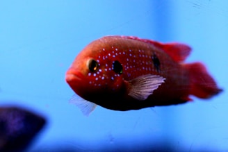 red flowerhorn fish