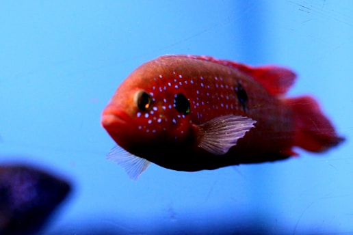 red flowerhorn fish