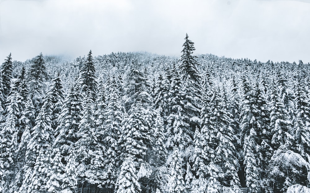 snow-covered trees