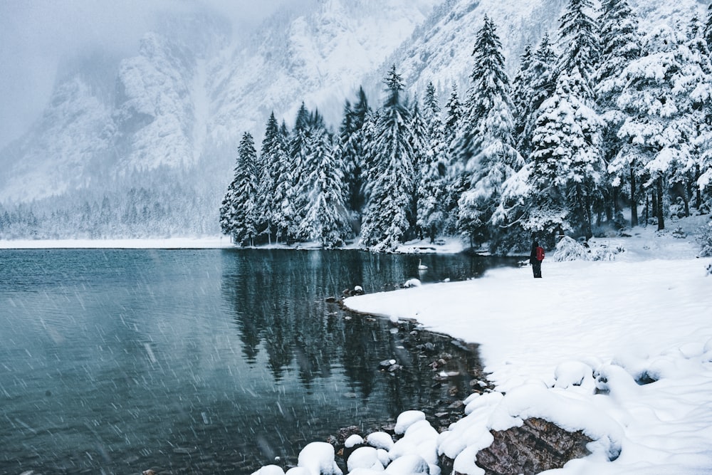 snow covered pine trees near frozen lake