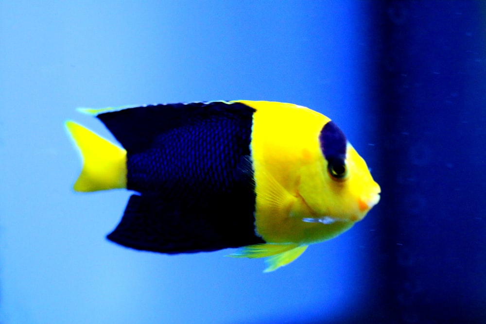 peixes amarelos e azuis