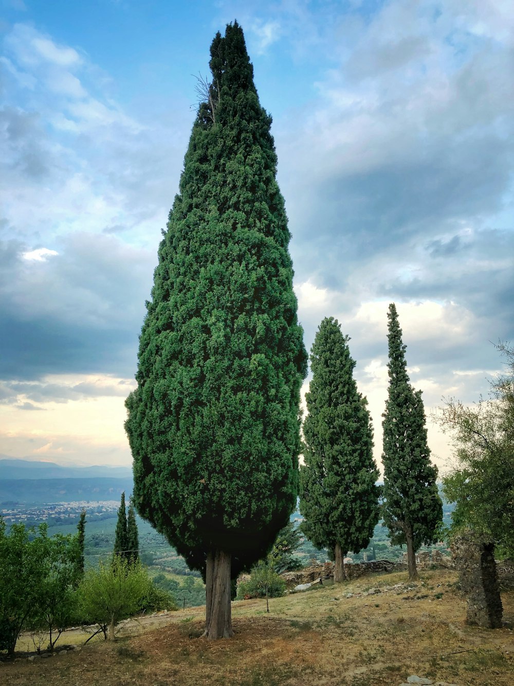 green trees