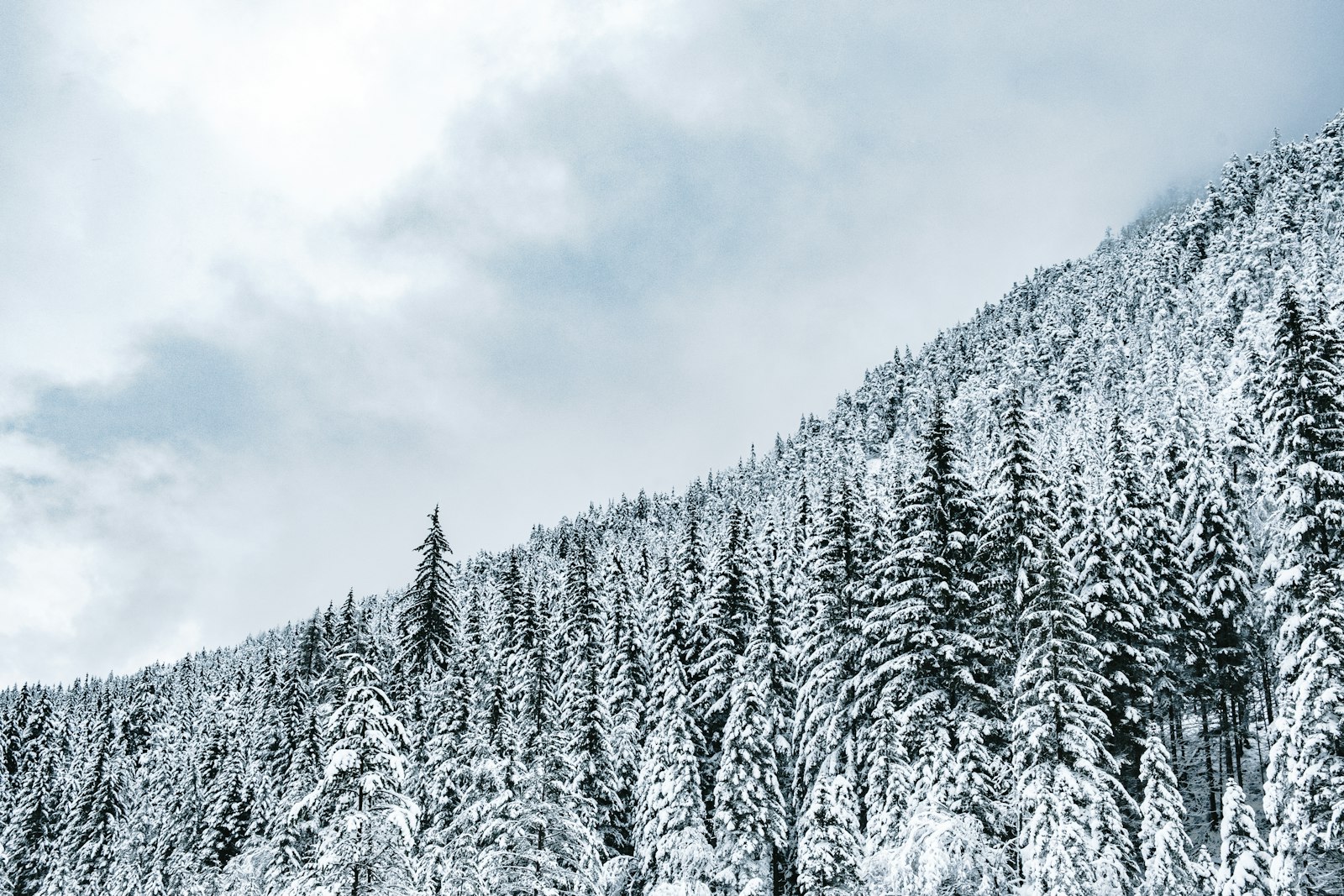 Fujifilm X-H1 + Fujifilm XF 18-55mm F2.8-4 R LM OIS sample photo. Snow-covered green pine trees photography