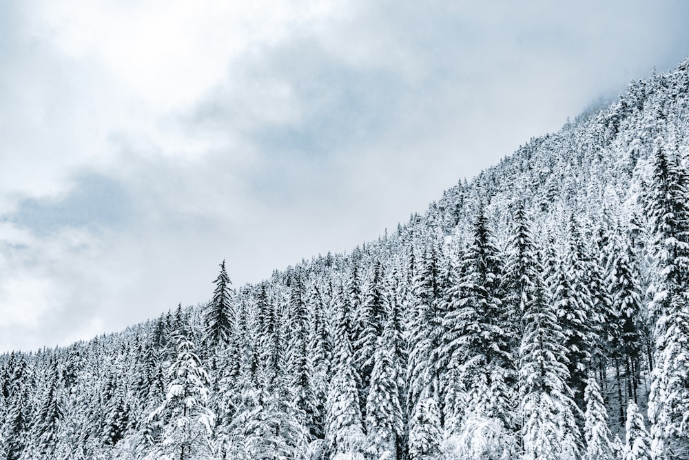 snow-covered green pine trees