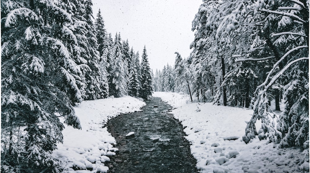 snow-covered trees