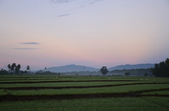 A serene view of tropical villas blending into lush jungle with rice fields and ocean glimpses in the background at sunset.