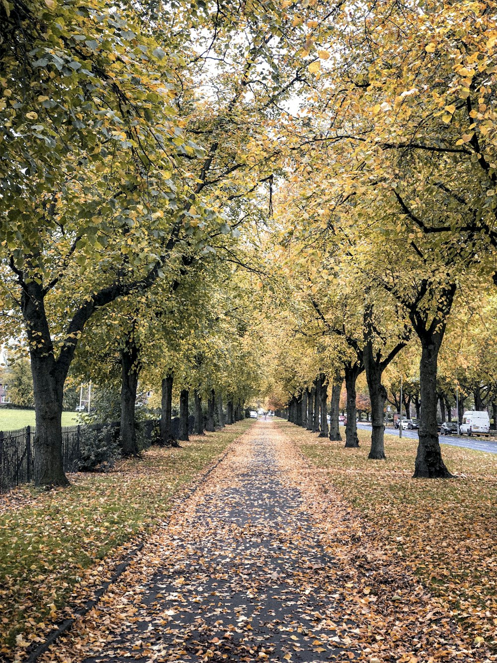 green leafy trees