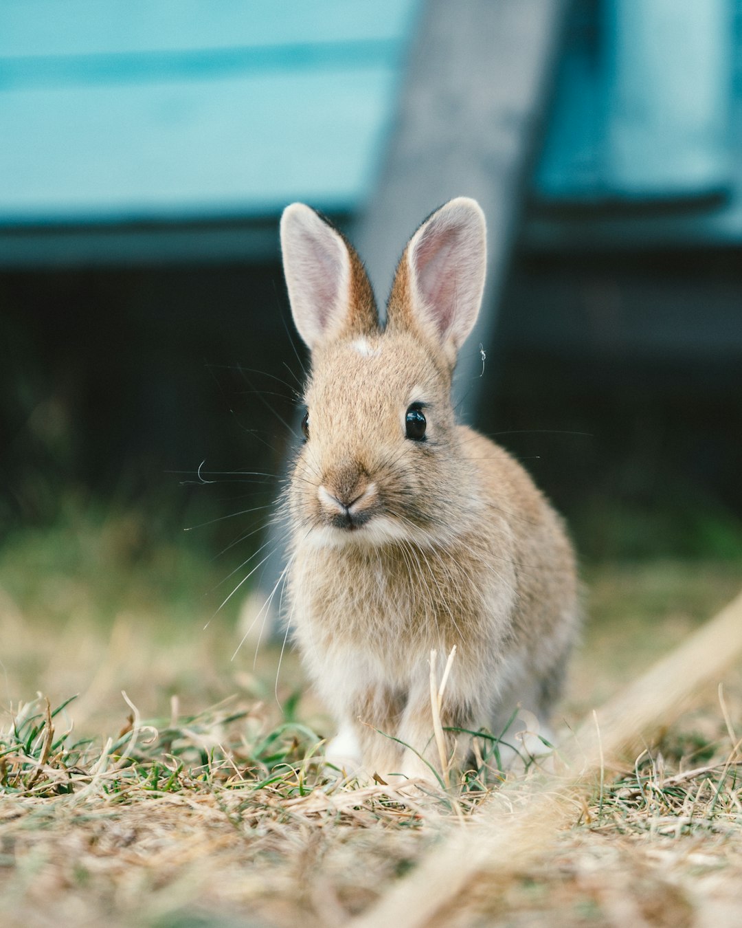  brown rabbit on grass rabbit