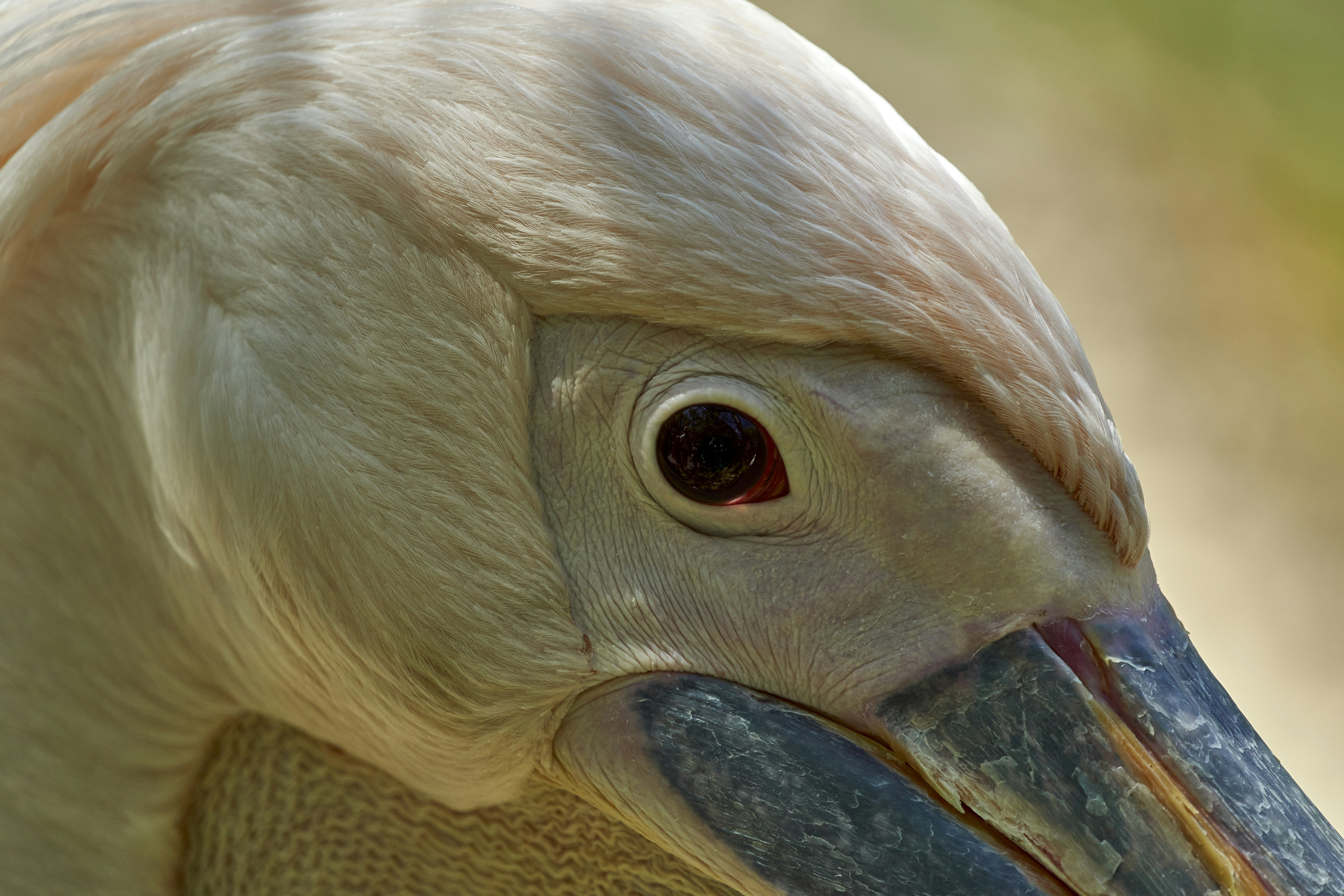 Photo by wolfgang_hasselmann