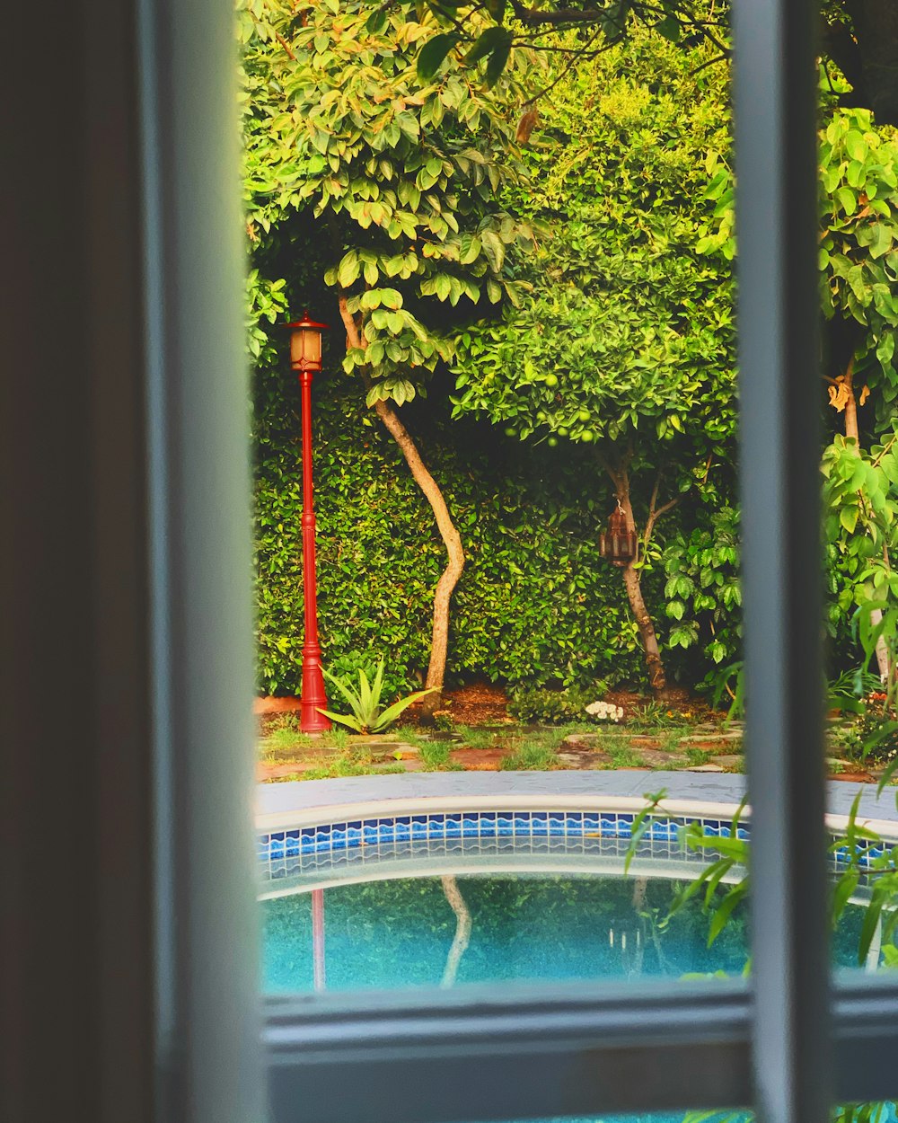 green leafy hedge near outdoor pool