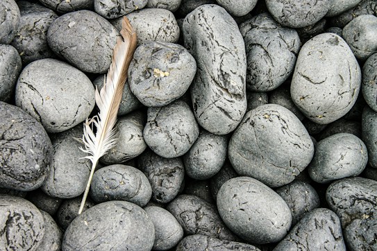 A collection of smooth, rounded gray stones fills the image, with a single white and brown feather lying on top of them. The stones have various subtle textures and patterns, and the feather stands out due to its contrasting color and delicate structure.