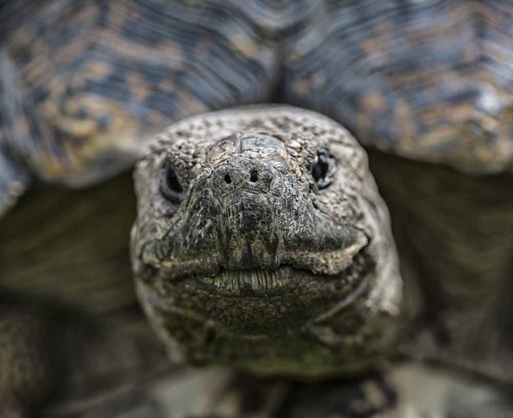 brown and gray tortoise