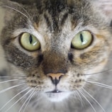 A close-up of a cat's face with stunning features on display.