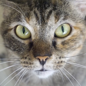 A close-up of a cat's face with stunning features on display.