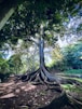 focus photo of tree