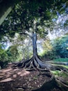 focus photo of tree