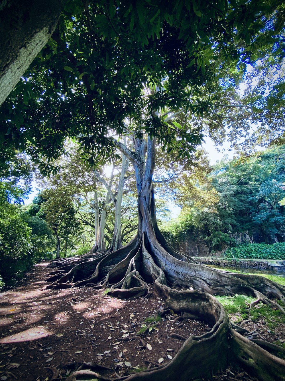 Fokusfoto des Baumes