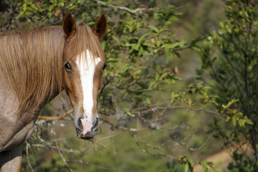 brown and white horse