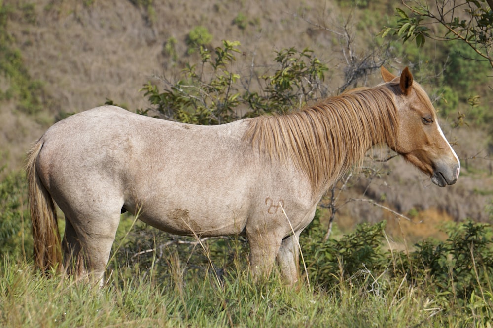 brown horse