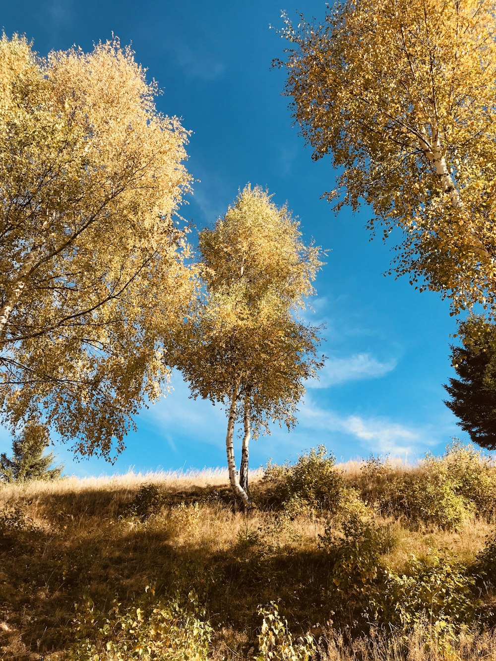 brown trees under blue sky