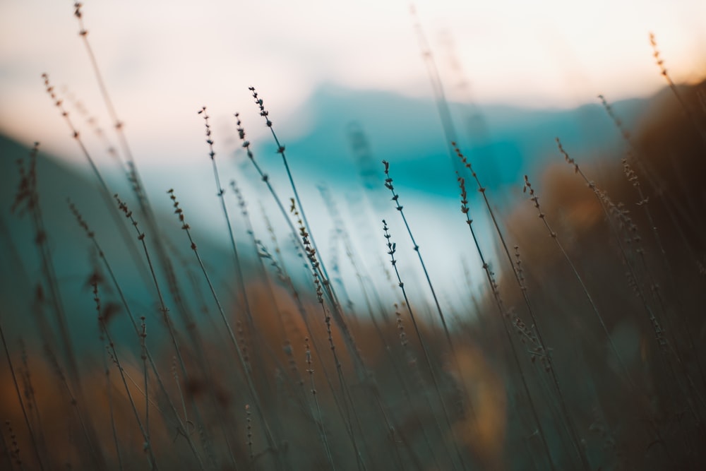 close-up photo of brown bush during daytime