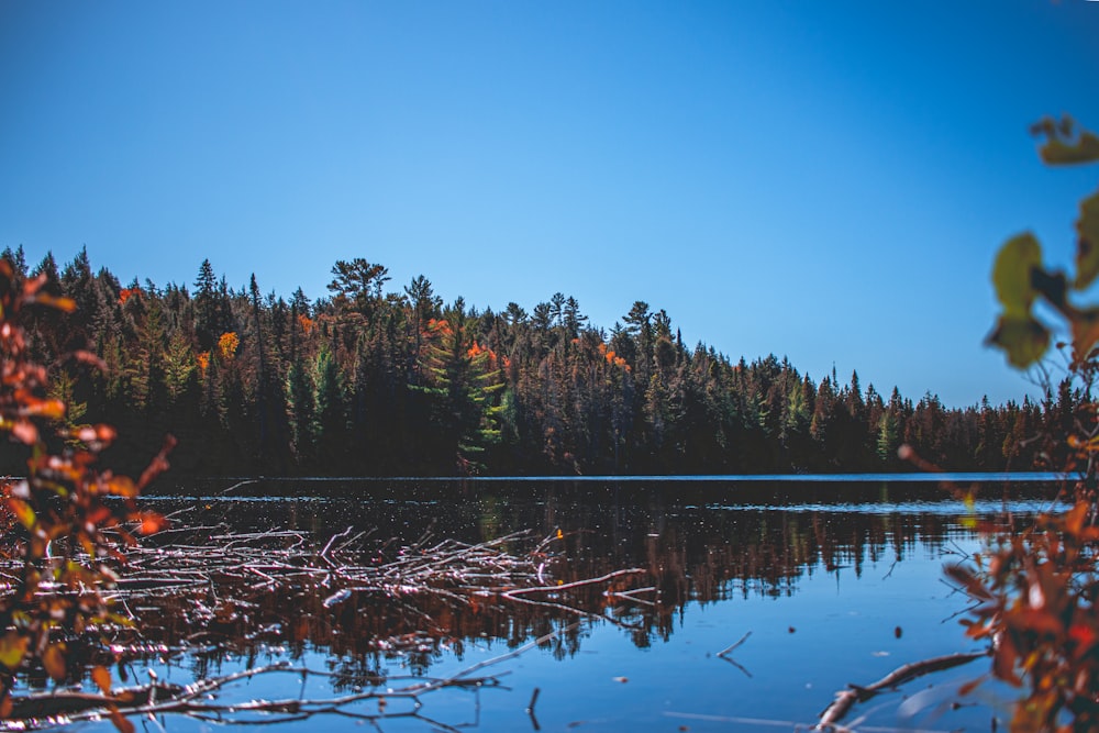 Árboles del bosque cerca de Calm Lake durante el cielo azul claro