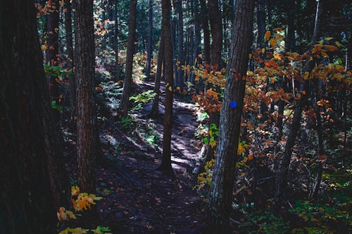 A dense forest with tall trees and a narrow dirt path winding through it. The area is filled with shade, and some patches of sunlight illuminate the undergrowth. Leaves display autumn colors, such as orange and yellow, contrasting with the green foliage. A blue circular trail marker is visible on one tree trunk.