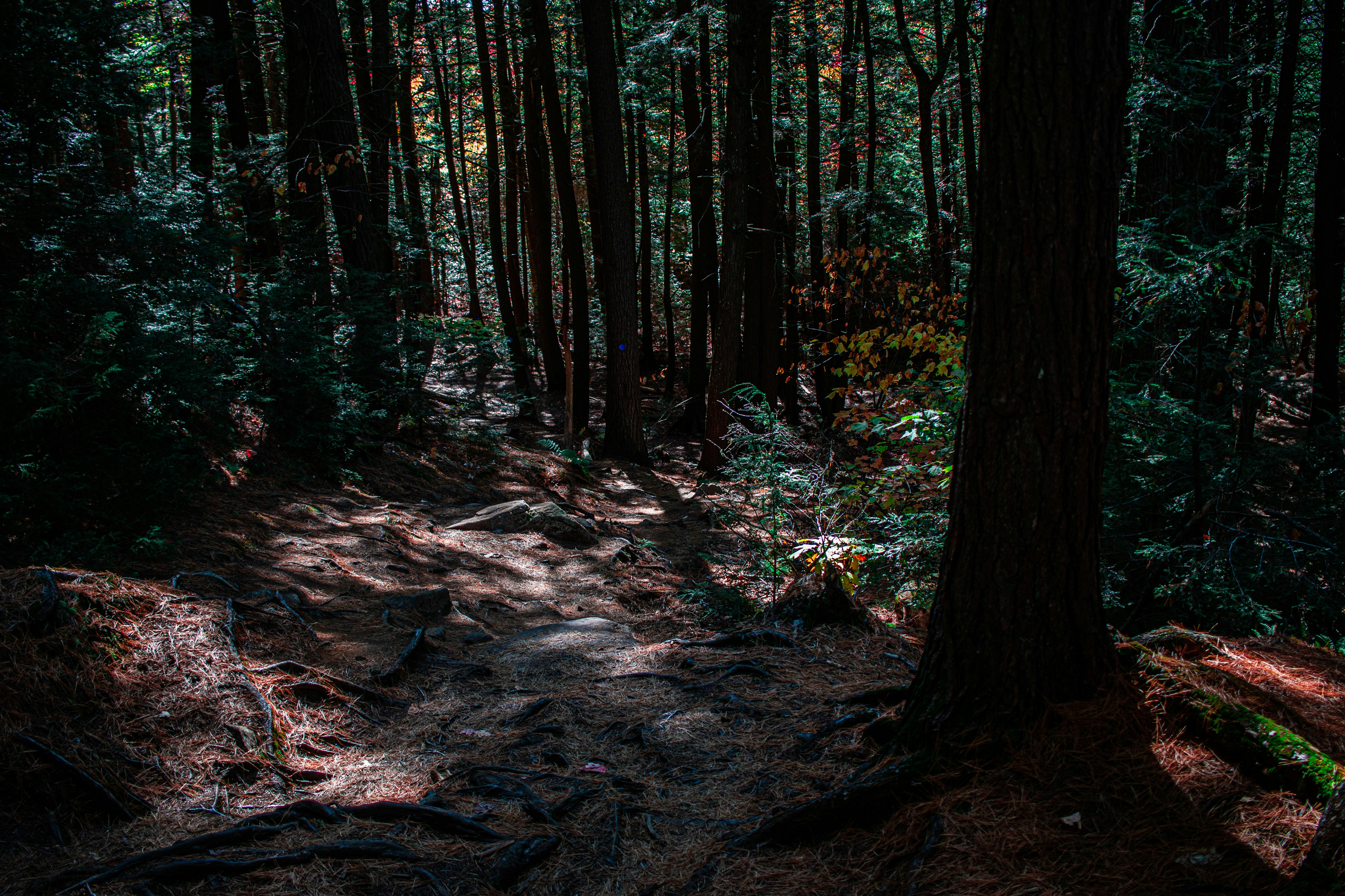 Photo by son_of_media