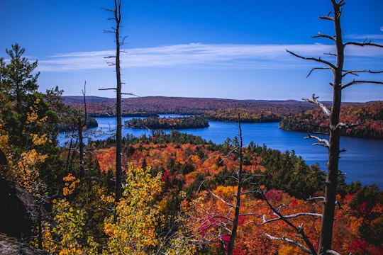 high angle photo of trees in Algonquin Park Canada