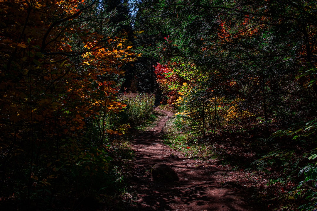 Forest photo spot Algonquin Park Arrowhead provincial park