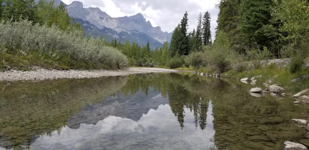 A quiet stream reflecting the surrounding forest under a calm sky.