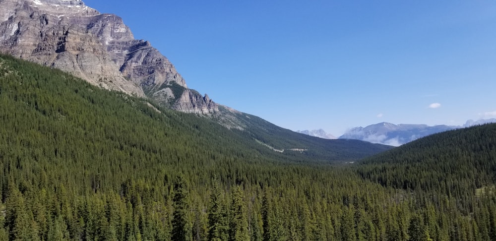 wide angle photo of forest