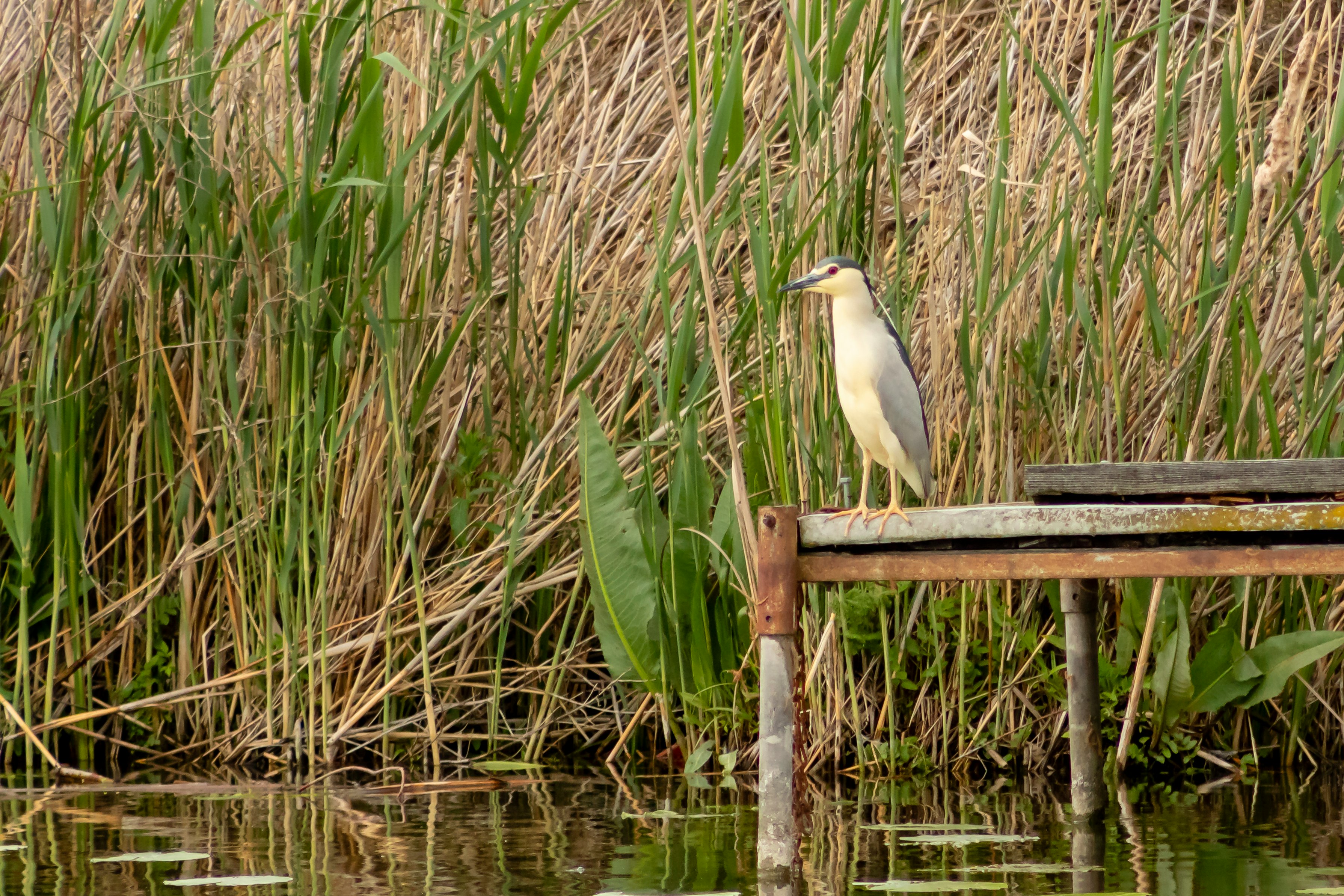 It's a night heron.