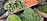 A vibrant assortment of fresh vegetables is displayed on shelves at a market. The arrangement includes carrots, green beans, spiny gourds, eggplants, and green chili peppers, all neatly organized in baskets or piles.