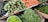 A vibrant assortment of fresh vegetables is displayed on shelves at a market. The arrangement includes carrots, green beans, spiny gourds, eggplants, and green chili peppers, all neatly organized in baskets or piles.