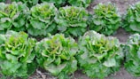 Rows of lush green lettuce plants growing in a garden, with their leaves appearing fresh and vibrant. The plants are arranged neatly in the soil, each with slightly curled leaves that are healthy and thriving.