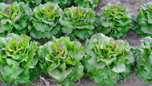 Rows of lush green lettuce plants growing in a garden, with their leaves appearing fresh and vibrant. The plants are arranged neatly in the soil, each with slightly curled leaves that are healthy and thriving.