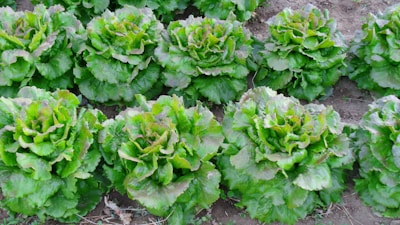 Rows of lush green lettuce plants growing in a garden, with their leaves appearing fresh and vibrant. The plants are arranged neatly in the soil, each with slightly curled leaves that are healthy and thriving.