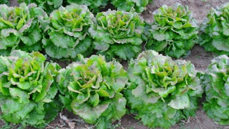 Rows of crisp, green lettuce growing in rich Guyanese soil under the warm sun.