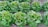 Rows of lush green lettuce plants growing in a garden, with their leaves appearing fresh and vibrant. The plants are arranged neatly in the soil, each with slightly curled leaves that are healthy and thriving.