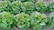 Rows of lush green lettuce plants growing in a garden, with their leaves appearing fresh and vibrant. The plants are arranged neatly in the soil, each with slightly curled leaves that are healthy and thriving.