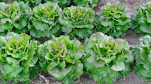Rows of lush green lettuce plants growing in a garden, with their leaves appearing fresh and vibrant. The plants are arranged neatly in the soil, each with slightly curled leaves that are healthy and thriving.