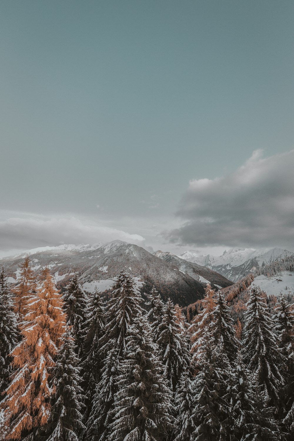 snow-covered trees on mountain