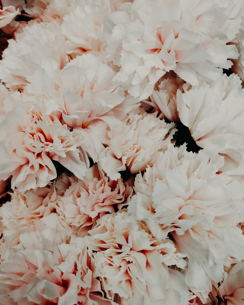 white cluster flowers